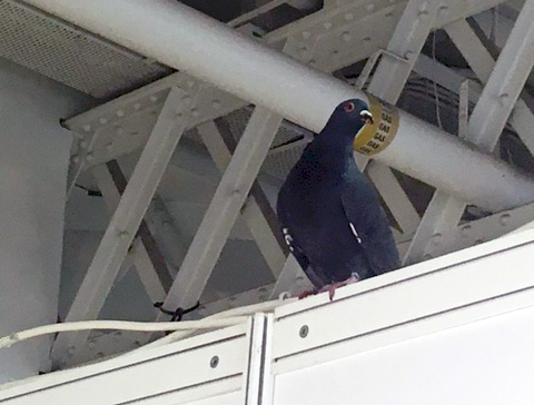 Visitng pigeon at LBF16