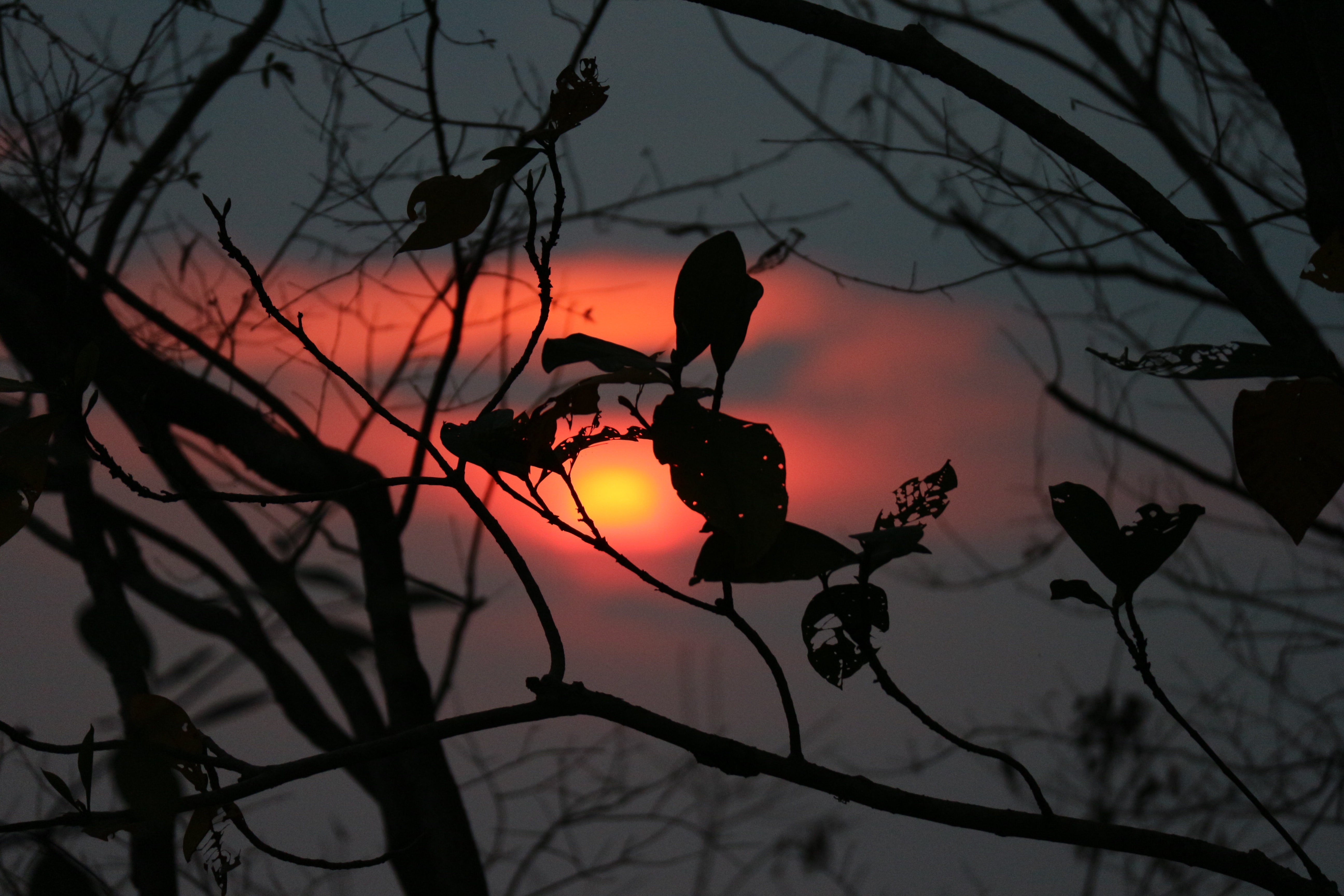 The red light of dawn viewed through leaves and branches.