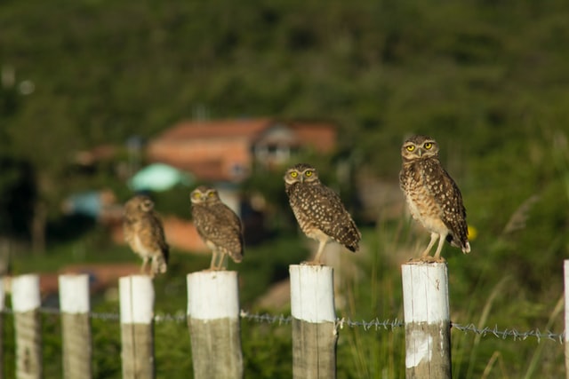 four owls on wooden posts with a blurry rural setting in the background
