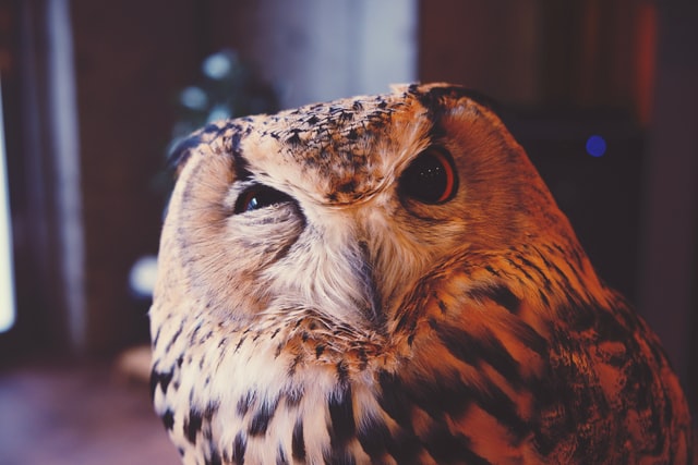 Headshot of an owl