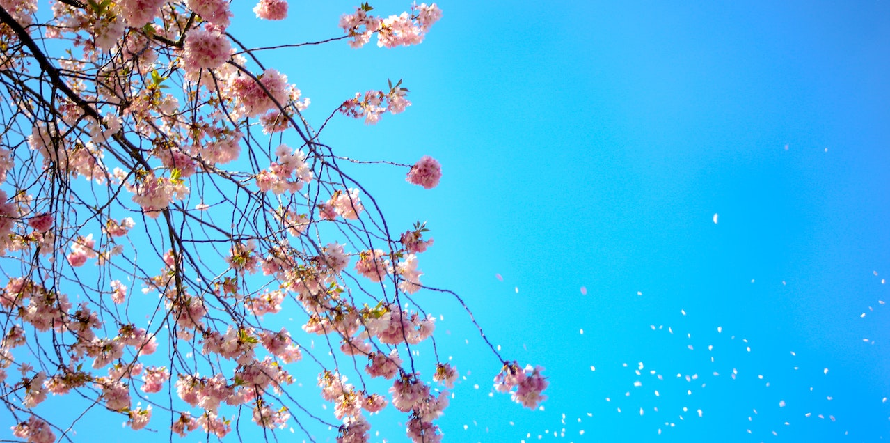 Pink blossom being blown from a tree in front of a blue sky